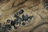 Mammoth Molar Section With Case - South Carolina #350003-2